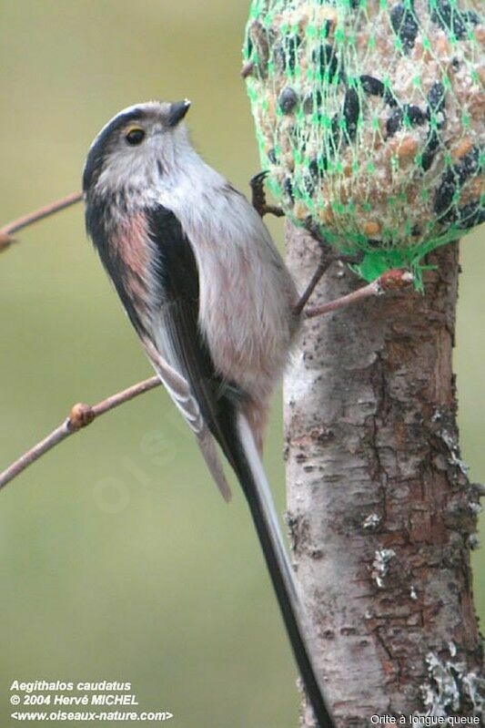 Mésange à longue queue - Aegithalos caudatus