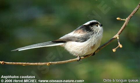 Mésange à longue queue - Aegithalos caudatus