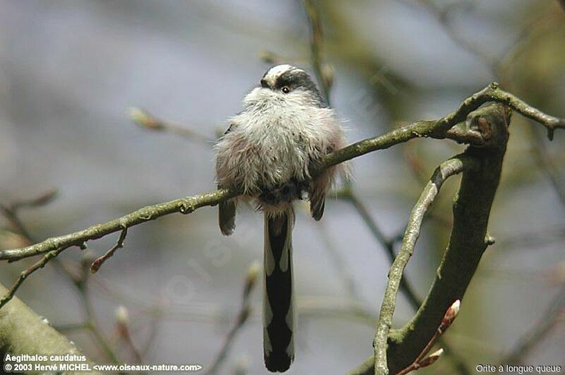 Mésange à longue queue - Aegithalos caudatus