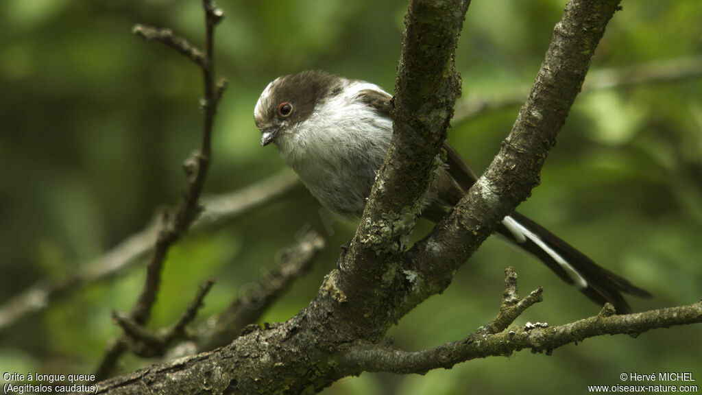 Mésange à longue queue - Aegithalos caudatus
