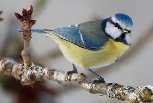 Eurasian Blue Tit 
&copy; Herv� Michel
