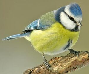 Eurasian Blue Tit 
&copy; Herv� Michel