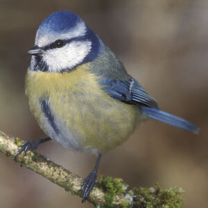 Eurasian Blue Tit 
&copy; Herv� Michel