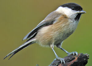 Willow Tit