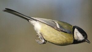 Mésange charbonnière