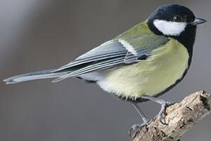 Mésange charbonnière
