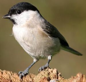 Mésange nonnette