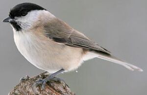 Mésange nonnette