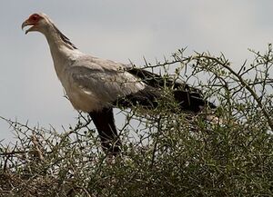 Secretarybird