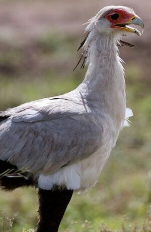 Secretarybird