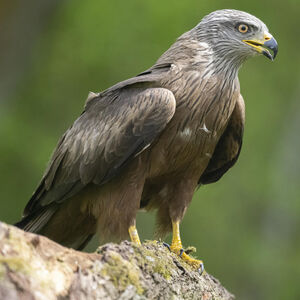 Black Kite