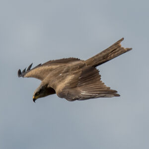 Black Kite