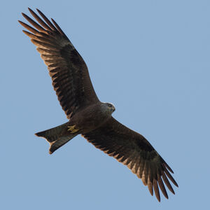 Black Kite