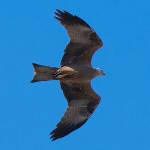 Black Kite