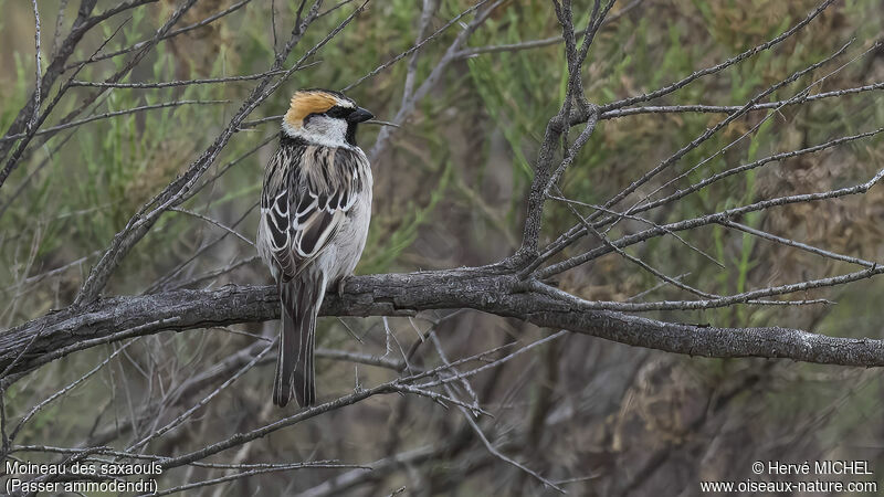 Saxaul Sparrow male adult breeding