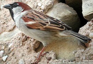 Moineau domestique
