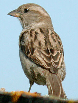 Moineau domestique