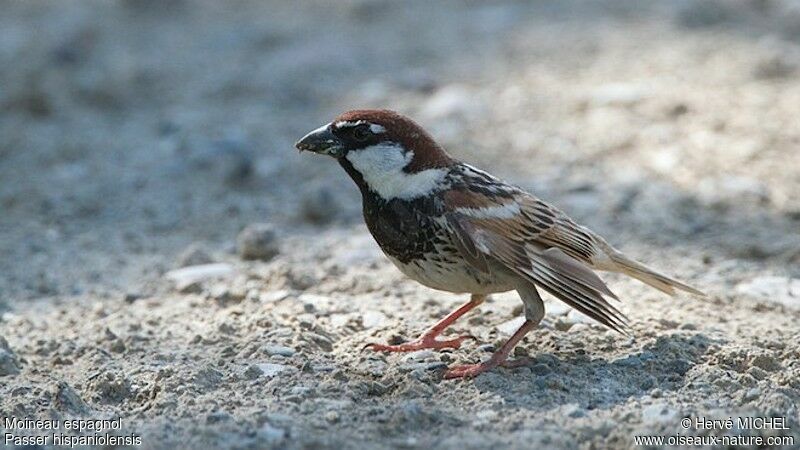 Spanish Sparrow male adult breeding