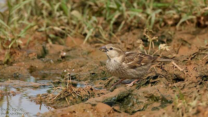 Spanish Sparrow female adult breeding, eats