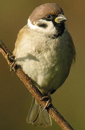 Eurasian Tree Sparrow 
&copy; Herv� Michel