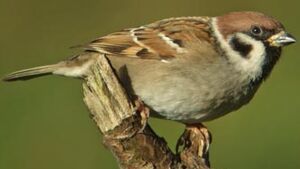 Eurasian Tree Sparrow 
&copy; Herv� Michel