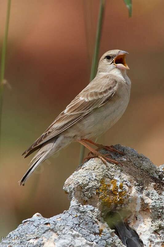 Pale Rockfinch male adult breeding, song