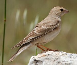 Pale Rockfinch