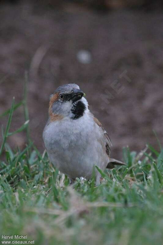 Kenya Sparrow male adult, close-up portrait, eats