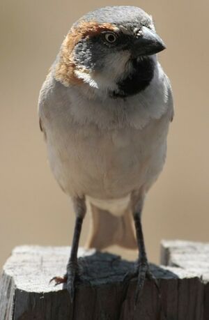 Kenya Sparrow