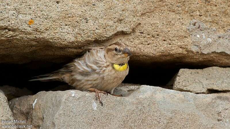 Rock Sparrowadult breeding, habitat, Reproduction-nesting