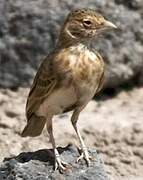 Fischer's Sparrow-Lark