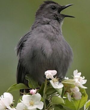 Grey Catbird