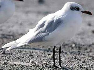 Mouette m�lanoc�phale