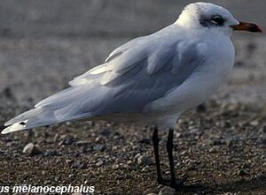 Mediterranean Gull 
&copy; Herv� Michel
