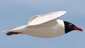 Mediterranean Gull 
&copy; Herv� Michel