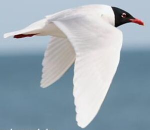 Mediterranean Gull 
&copy; Herv� Michel
