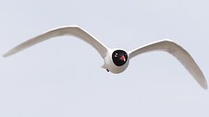 Mediterranean Gull 
&copy; Herv� Michel