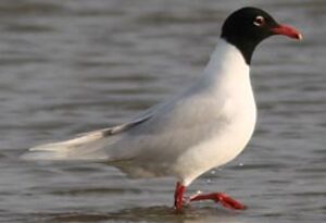 Mediterranean Gull 
&copy; Herv� Michel