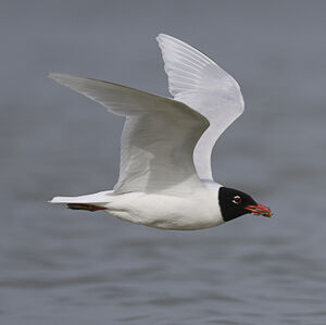 Mediterranean Gull 
&copy; Herv� Michel