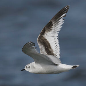 Little Gull