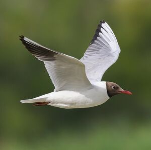 Black-headed Gull 
&copy; Herv� Michel