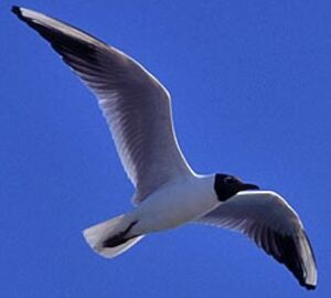 Mouette rieuse