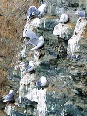 Mouette tridactyle