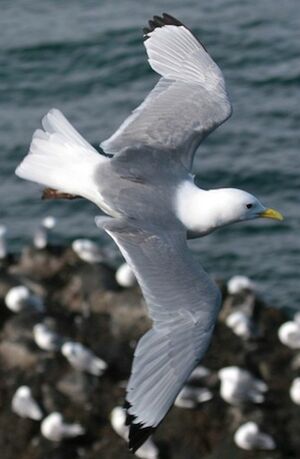 Mouette tridactyle
