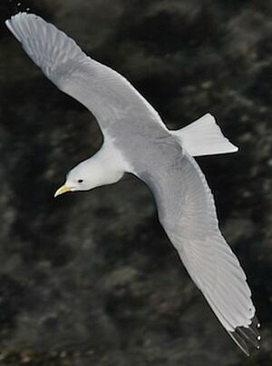 Mouette tridactyle
