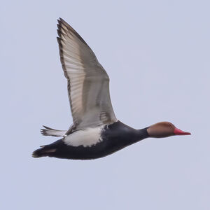 Red-crested Pochard