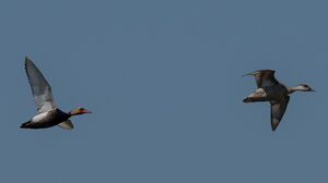 Red-crested Pochard