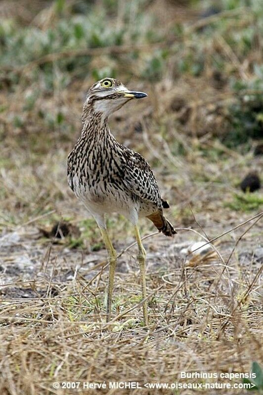 Spotted Thick-knee male