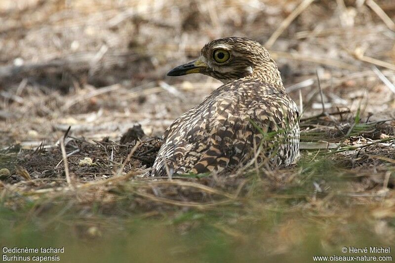 Spotted Thick-knee male adult
