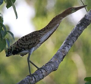 Rufescent Tiger Heron